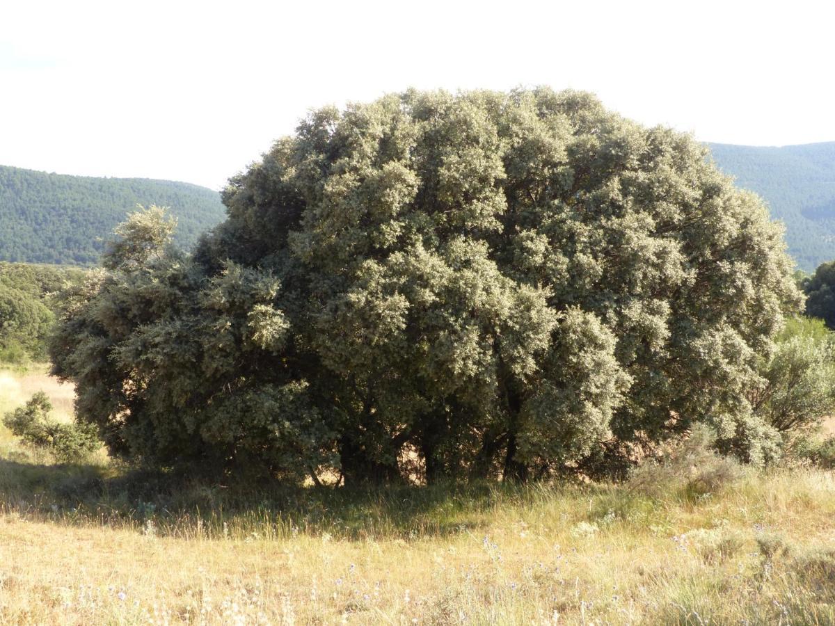 Molino Dolz Βίλα La Iglesuela del Cid Εξωτερικό φωτογραφία